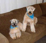 image of soft_coated_wheaten_terrier #2