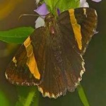 image of banded_butterfly #117