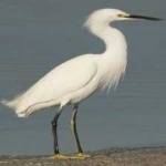 image of bird