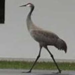 image of bird