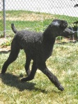 image of standard_poodle