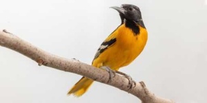 image of oriole