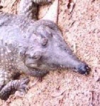 image of animal