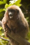 image of titi