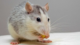 image of rat #9