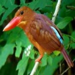 image of bird
