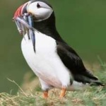 image of bird