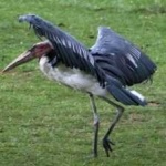 image of bird