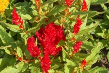 image of flower