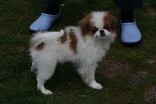 image of animal