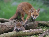 image of red_fox
