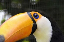image of toucan