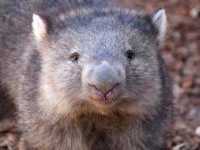 image of wombat #24