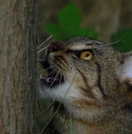 image of tiger_cat