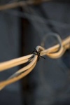 image of knot