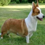 image of corgi #12