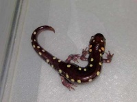 image of spotted_salamander