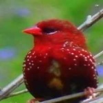 image of strawberry_finch #21