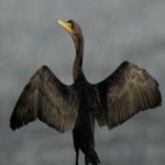 image of bird