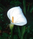 image of giant_white_arum_lily #37