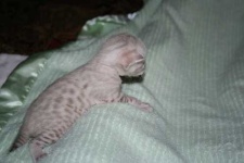 image of lynx