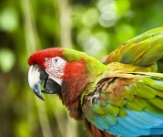 image of macaw