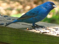 image of indigo_bunting