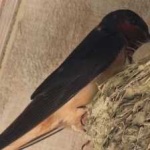 image of bird