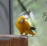 image of parakeet