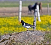 image of oystercatcher