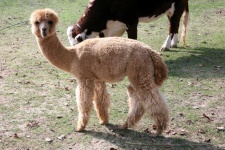 image of alpaca #6