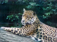 image of jaguar_car