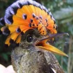 image of bird