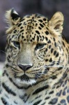 image of leopard