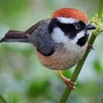 image of bird
