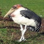 image of bird