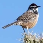 image of bird