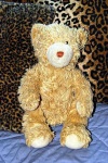 image of teddy