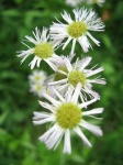 image of daisy