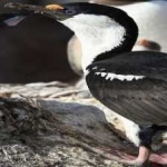 image of bird