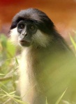 image of guenon