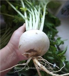 image of turnip #16