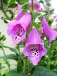 image of flower
