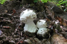 image of mushrooms