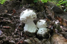 image of amanita #23