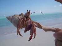 image of hermit_crab