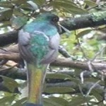 image of bird