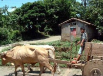image of oxcart