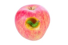 image of apple