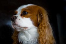 image of blenheim_spaniel